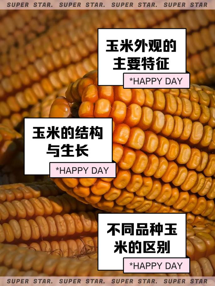 排名第一的玉米品种,排名第一的玉米品种先风335